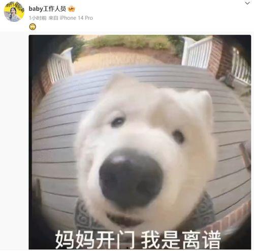 杨颖骂人表情包,网络热议不断