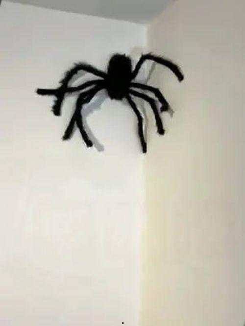 搞笑蜘蛛狭,一场趣味横生的网络奇遇记